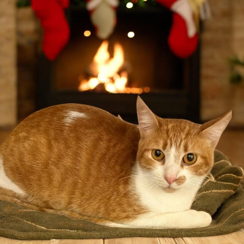 Ember — A Loving Little Flame of Warmth and Comfort