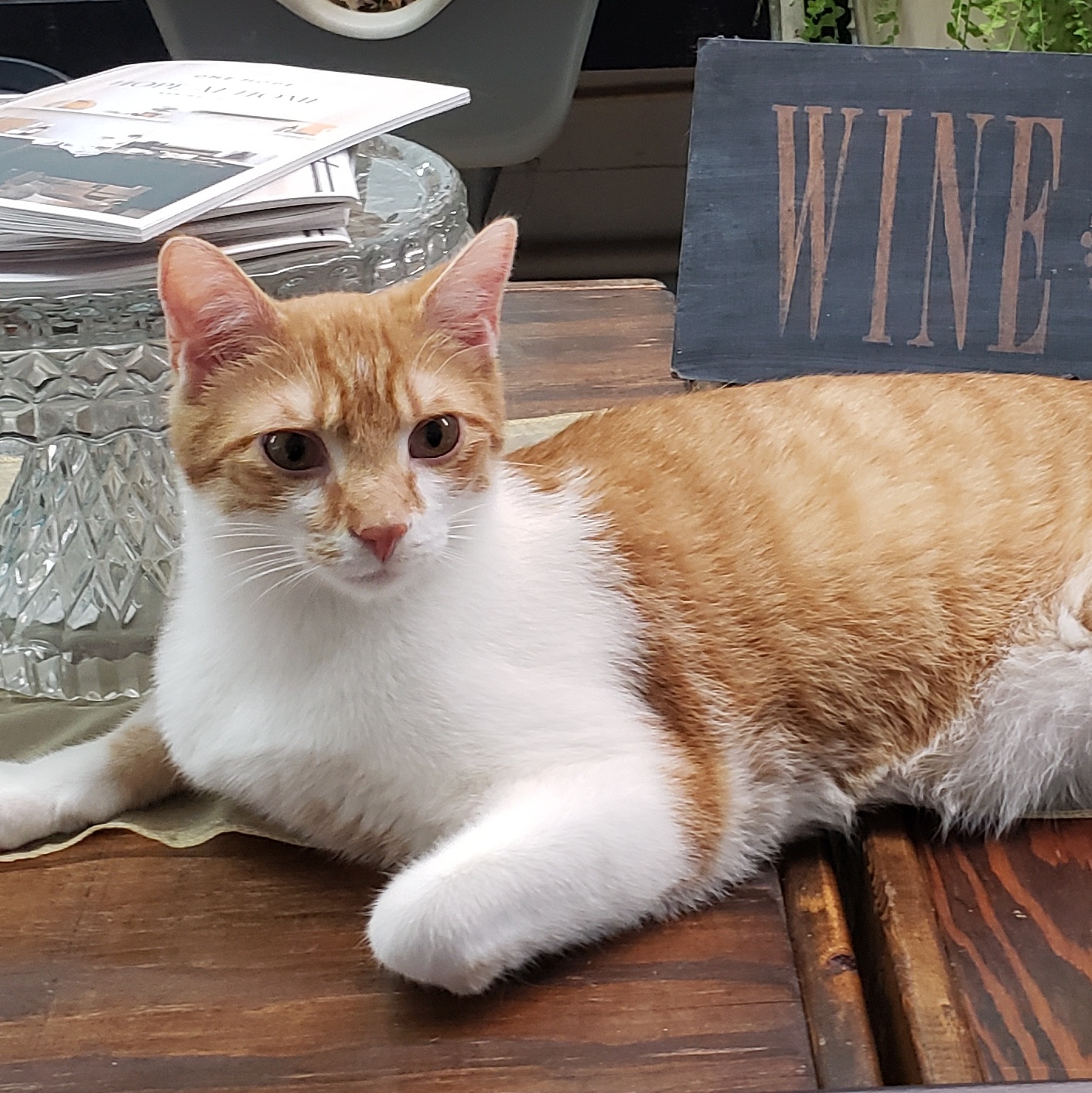 Joseph, a Adoptable Domestic Short Hair in Camden, TN image 2/4