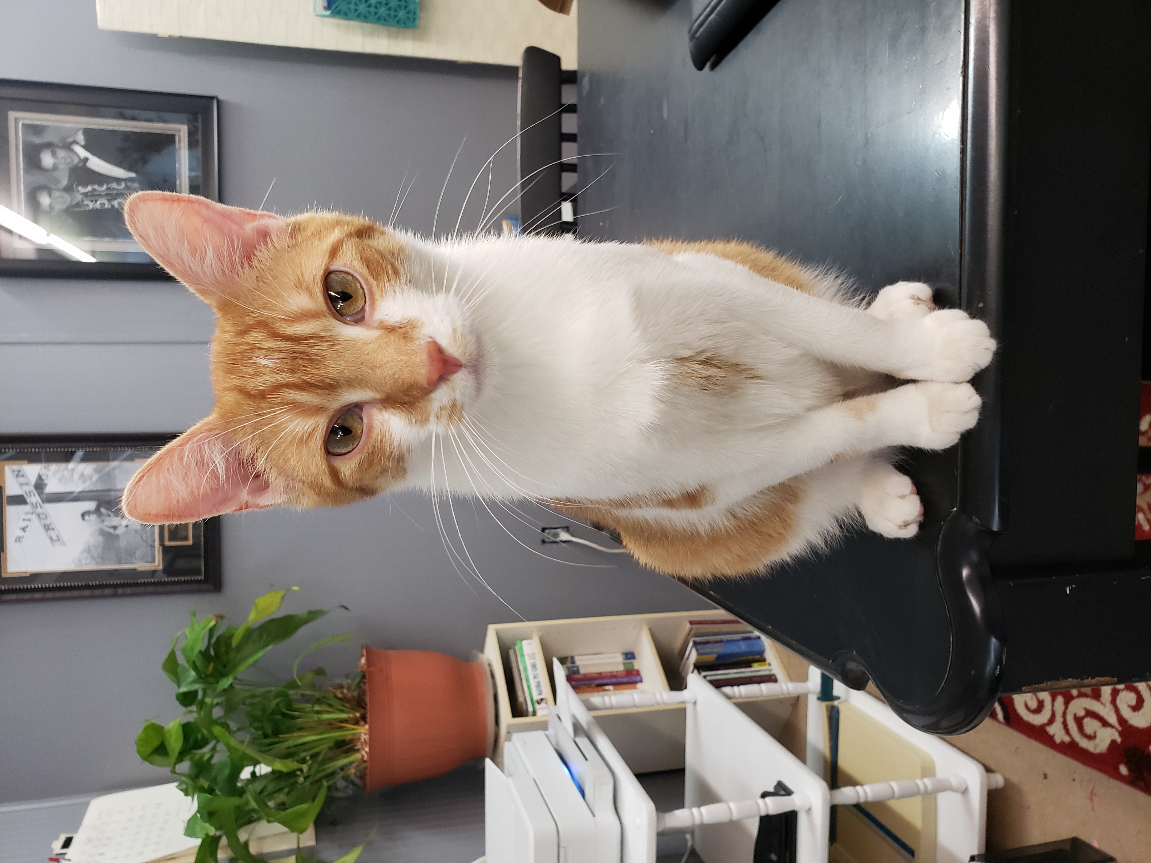 Joseph, a Adoptable Domestic Short Hair in Camden, TN image 1/4