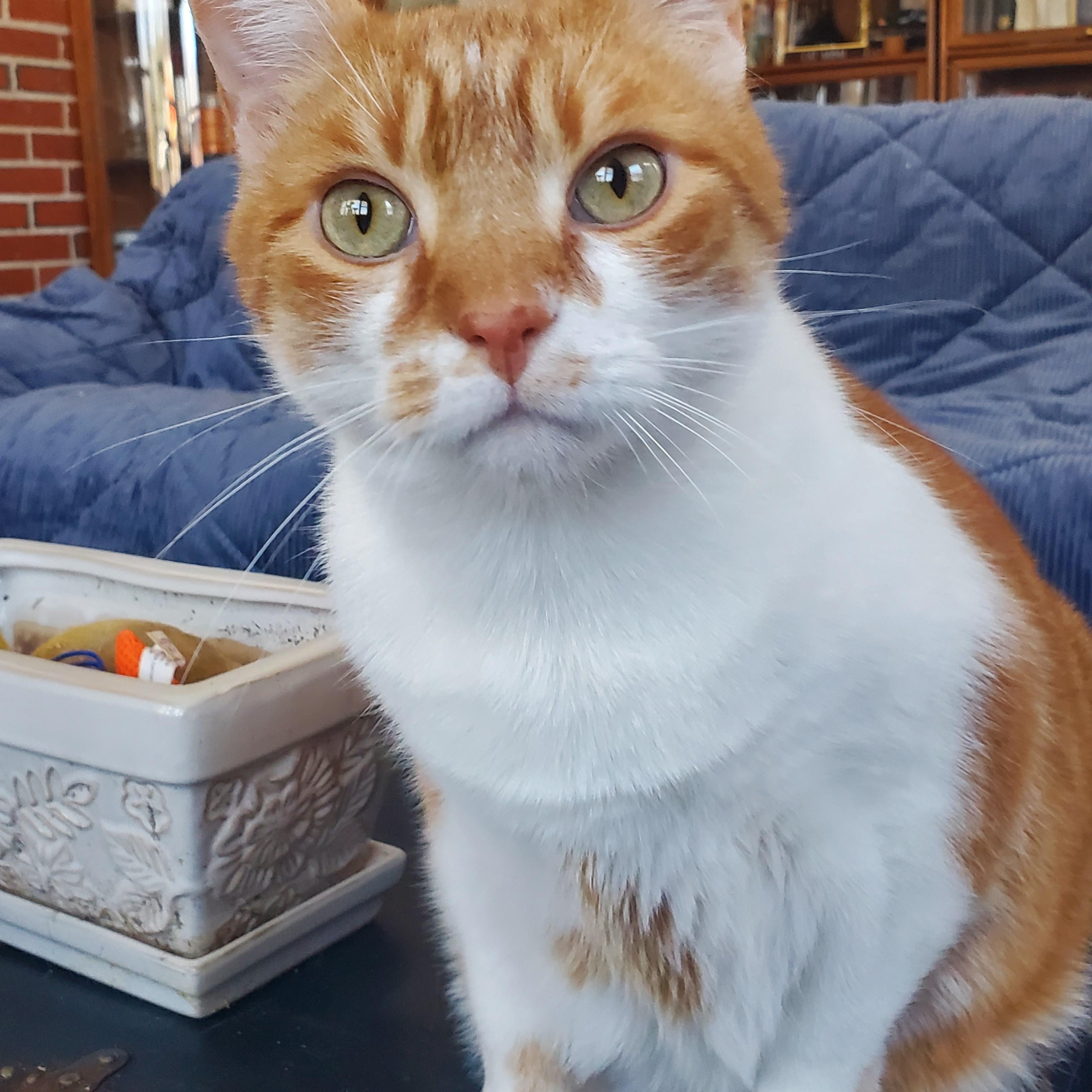 Joseph, a Adoptable Domestic Short Hair in Camden, TN image 4/4