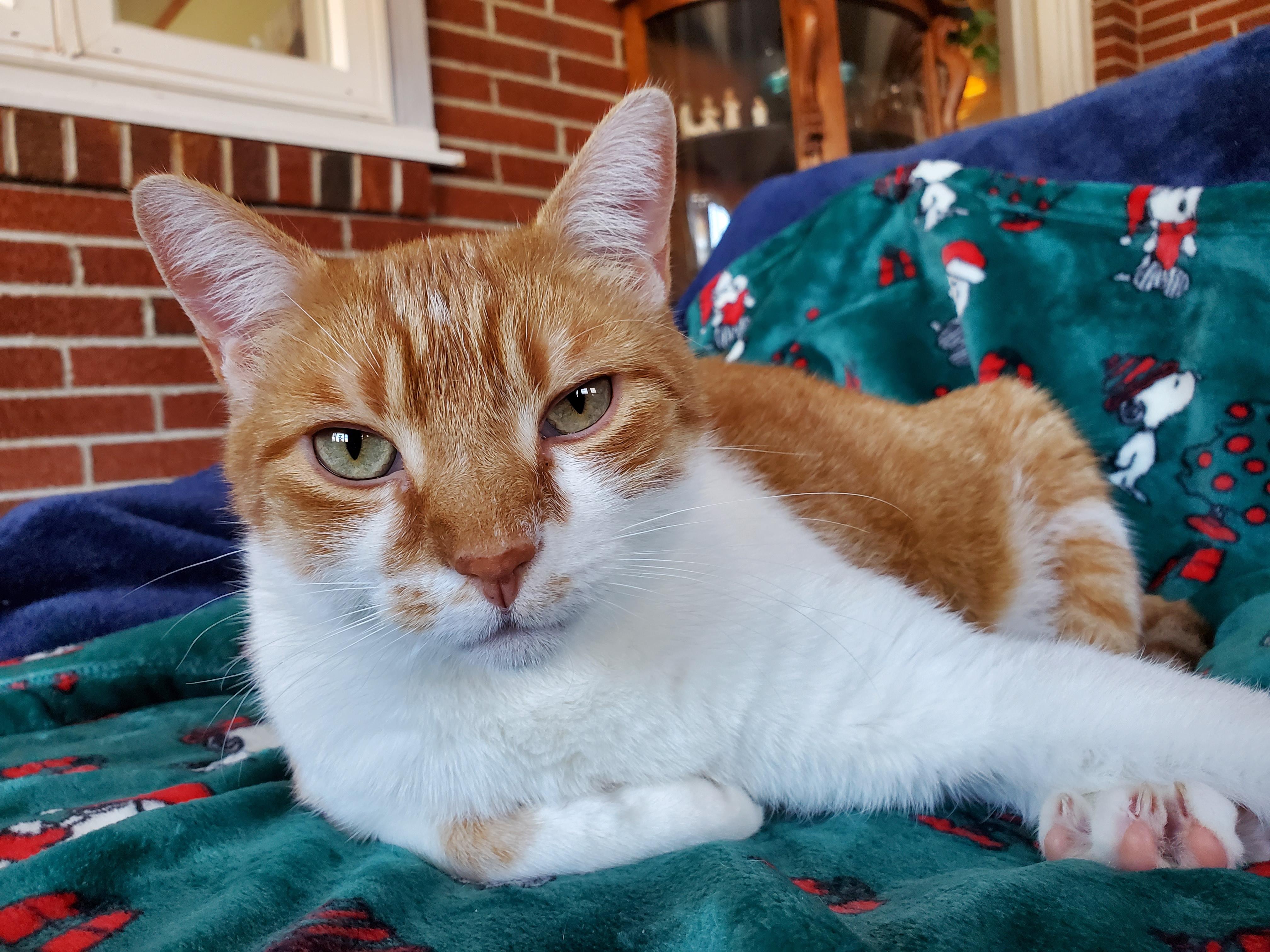 Joseph, a Adoptable Domestic Short Hair in Camden, TN image 3/4