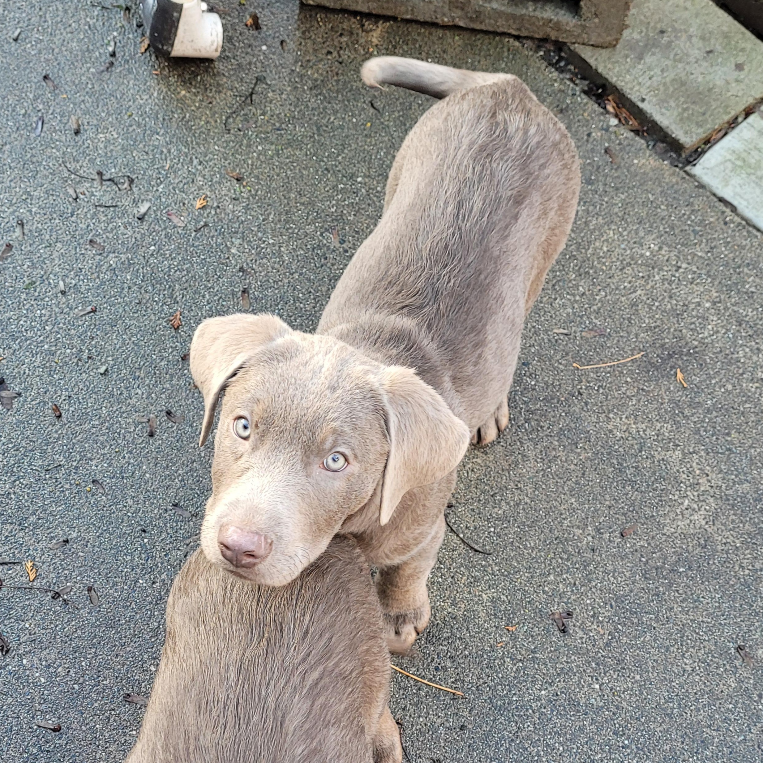Enlarge Babette, an adopted Labrador Retriever in Sequim, WA image 4/4