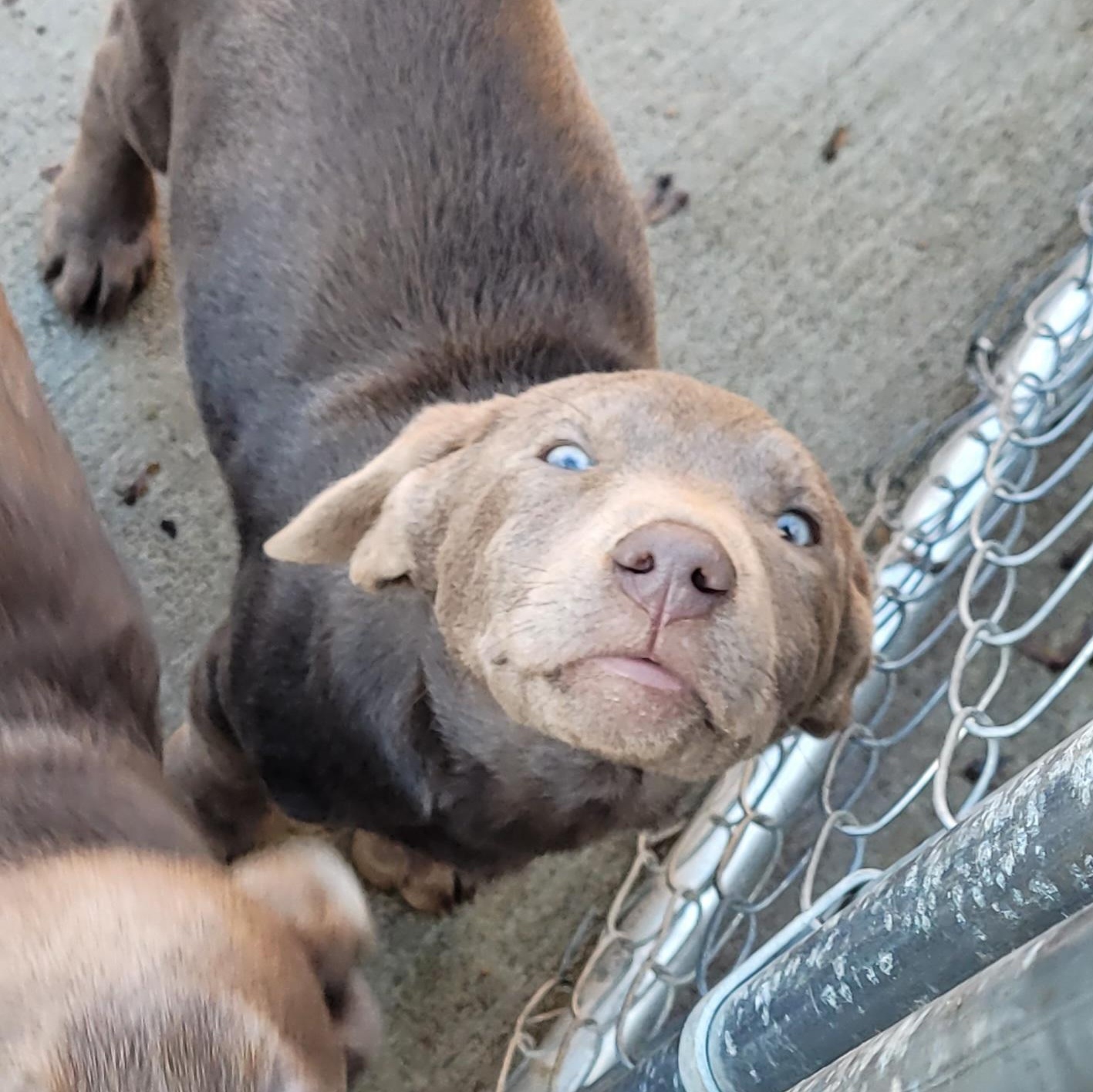 Enlarge Babette, an adopted Labrador Retriever in Sequim, WA image 3/4