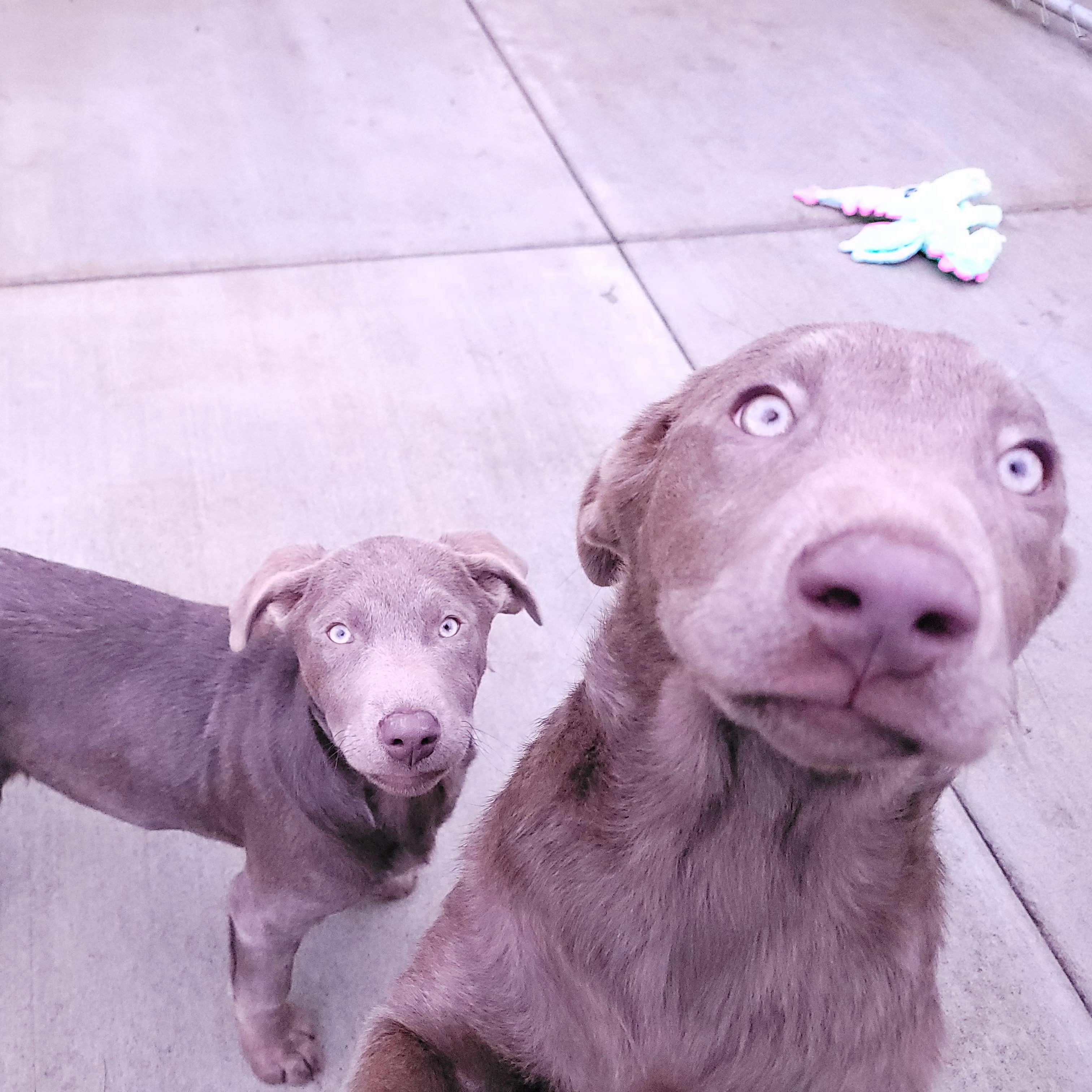 Enlarge Babette, an adopted Labrador Retriever in Sequim, WA image 2/4