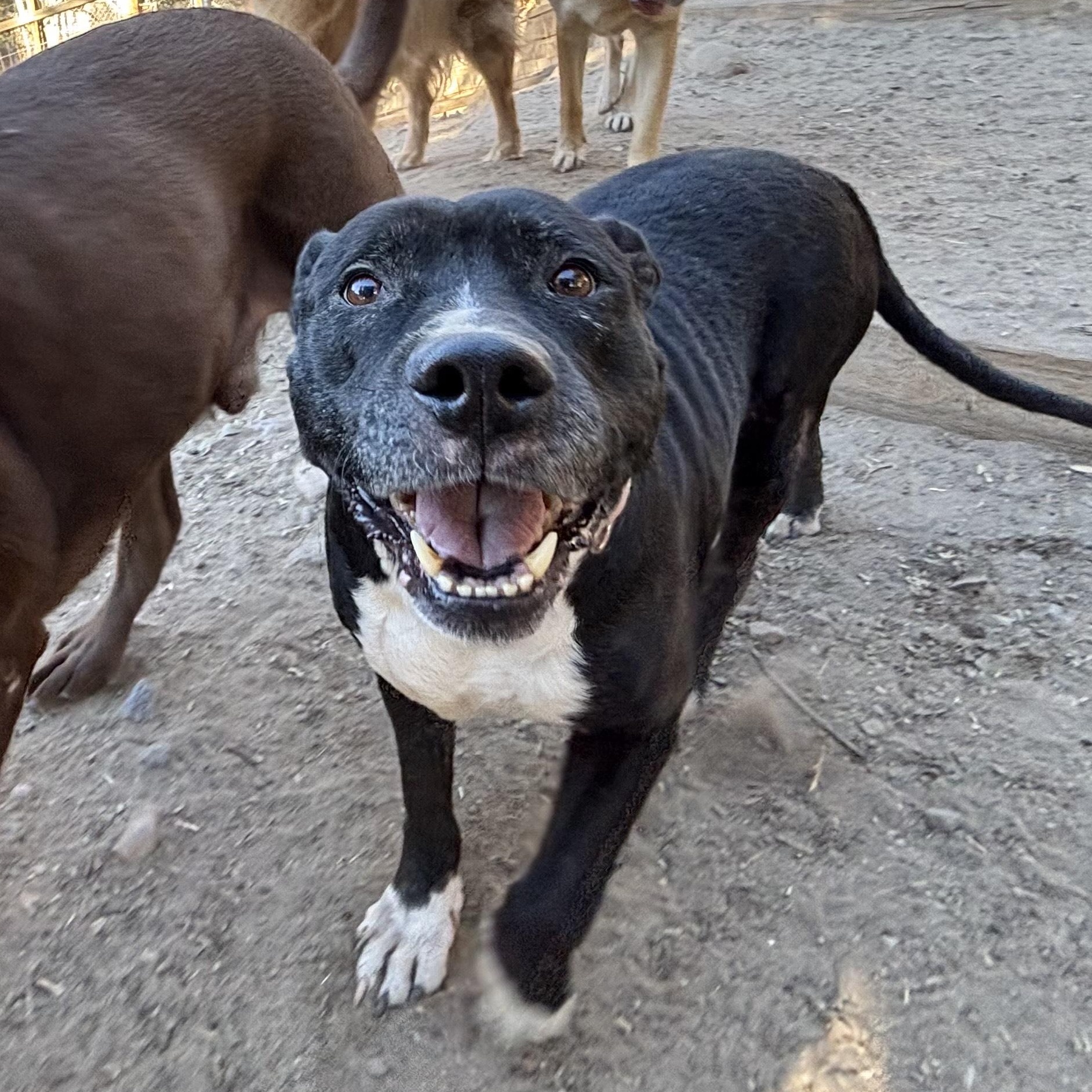 Mia Needs A Foster or Adopter-All Expenses Paid