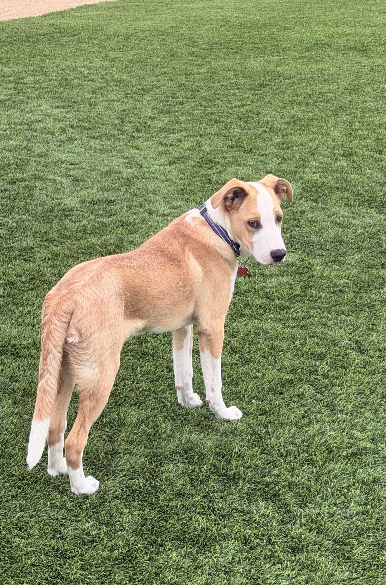Brooks, a ADOPTABLE mixed breed in Las Vegas, NV image 2/3