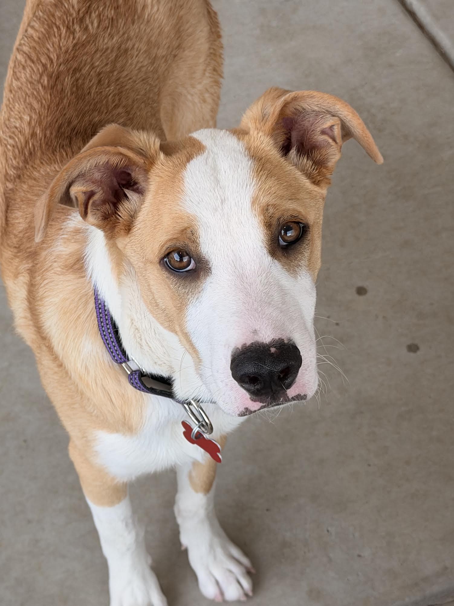 Brooks, a ADOPTABLE mixed breed in Las Vegas, NV image 1/3
