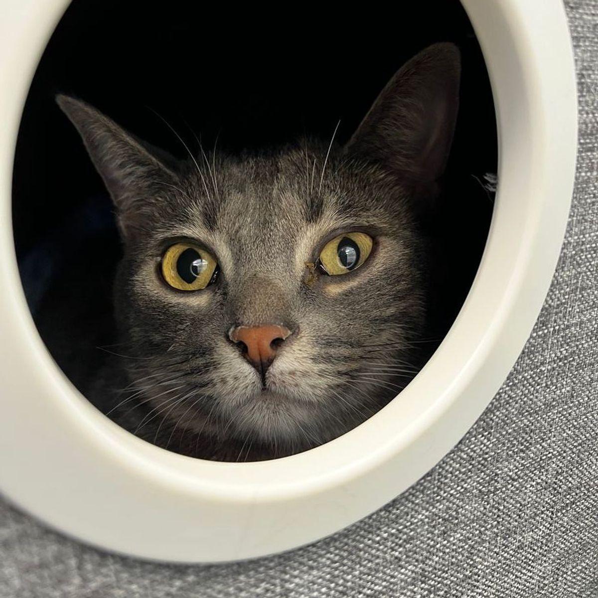 Wally, Adoptable, Adult Male Domestic Short Hair.