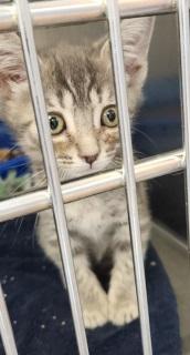 Enlarge Wally, a Adoptable Domestic Short Hair in Kingman, AZ image 2/3