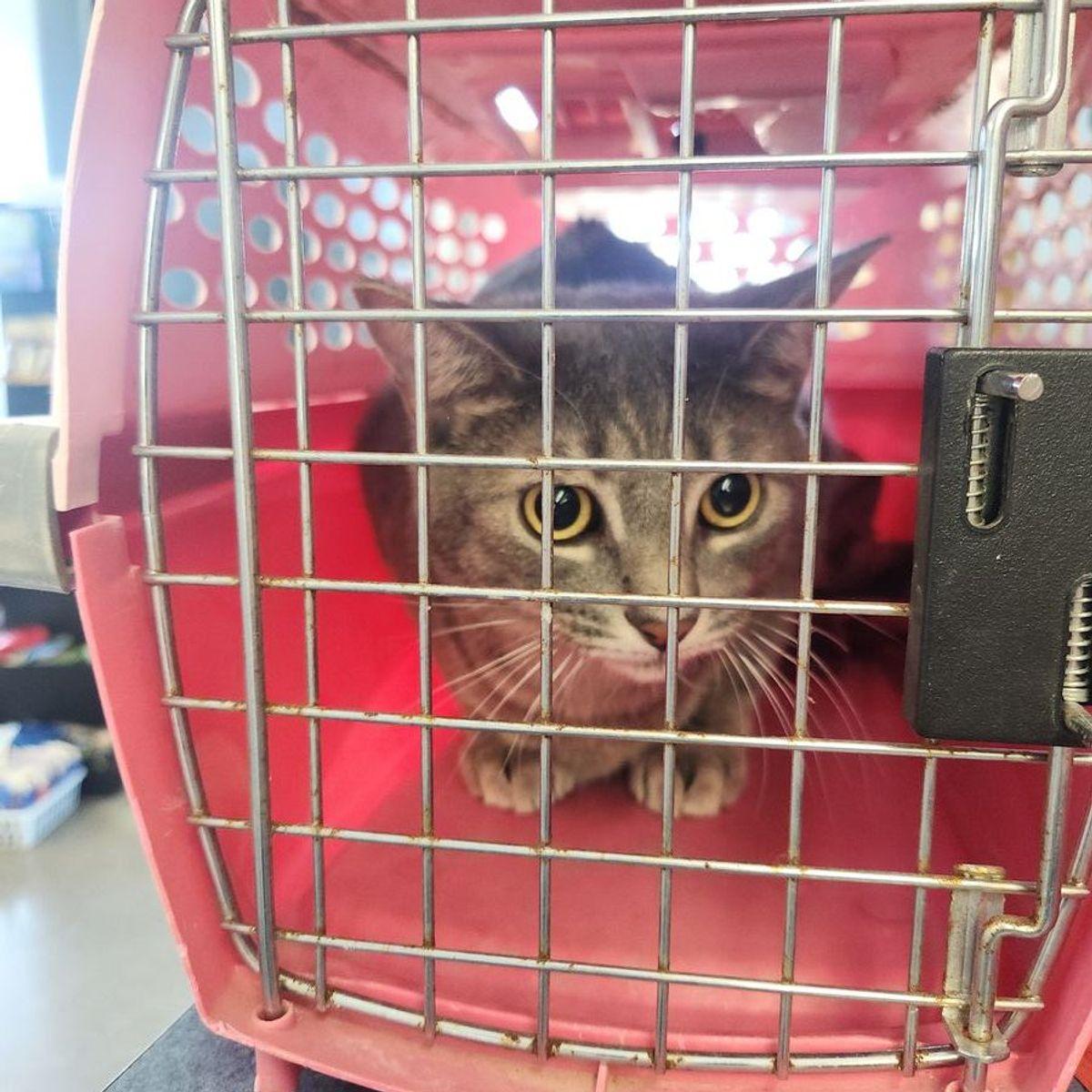 Enlarge Wally, a Adoptable Domestic Short Hair in Kingman, AZ image 3/3