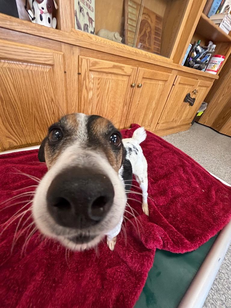 Marley, Adopted, Adult Male Jack Russell Terrier.