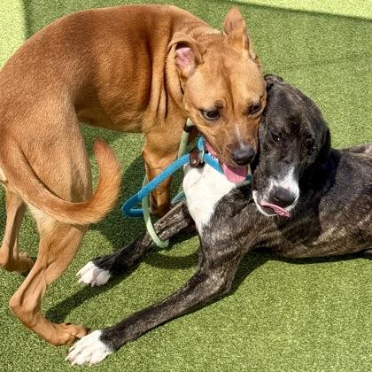 Enlarge Tanto, a Adoptable mixed breed in Largo, FL image 1/3
