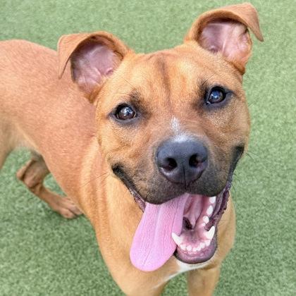 Tanto, Adoptable, Adult Male Mixed Breed & Mixed Breed.