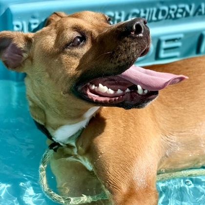 Enlarge Tanto, a Adoptable mixed breed in Largo, FL image 2/3