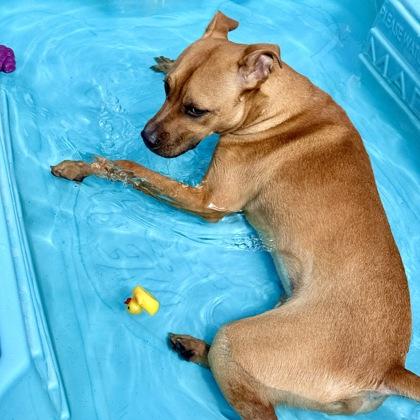 Tanto, a Adoptable mixed breed in Largo, FL image 3/3