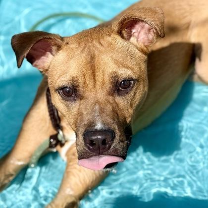 Enlarge Tanto, a Adoptable mixed breed in Largo, FL image 3/3