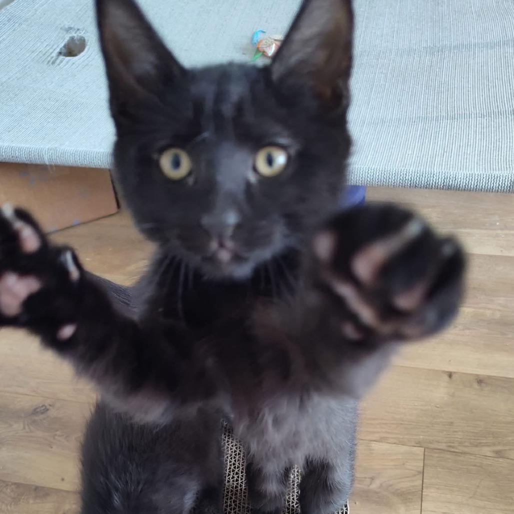 Lentil, a Adoptable Domestic Short Hair in Bountiful, UT image 1/5
