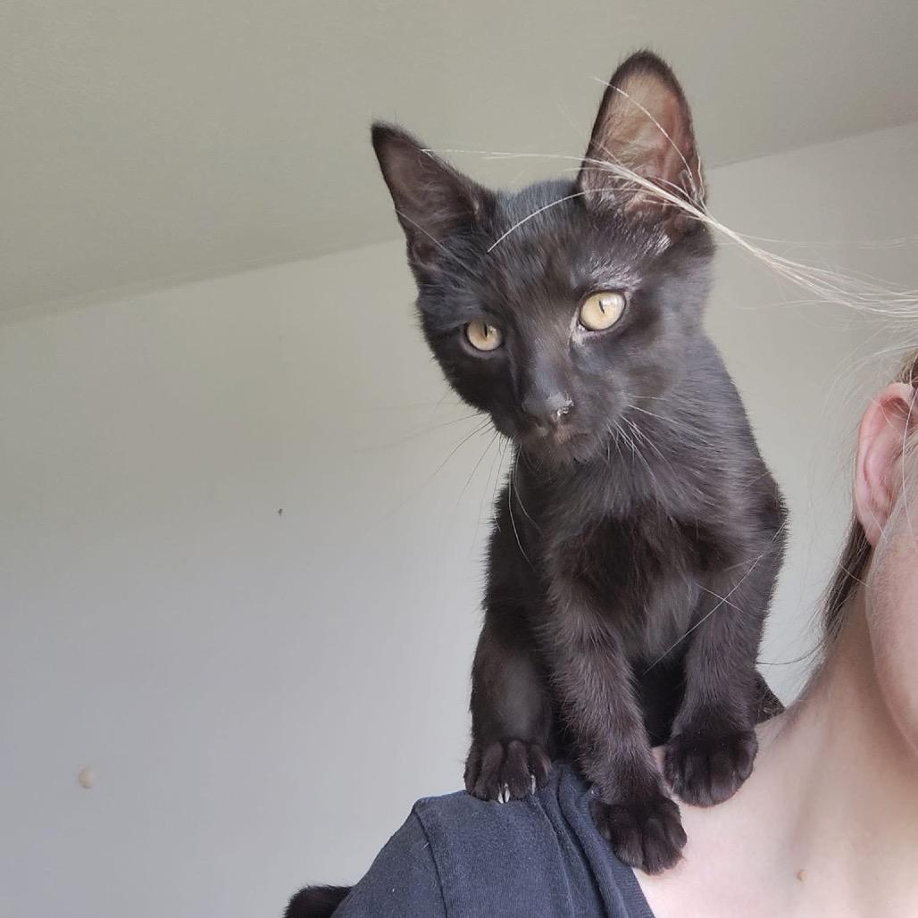 Lentil, a Adoptable Domestic Short Hair in Bountiful, UT image 2/5