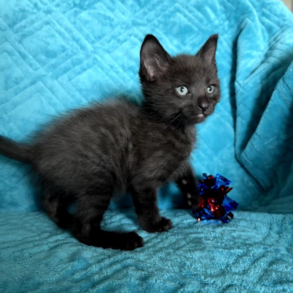 Lentil, a Adoptable Domestic Short Hair in Bountiful, UT image 3/5