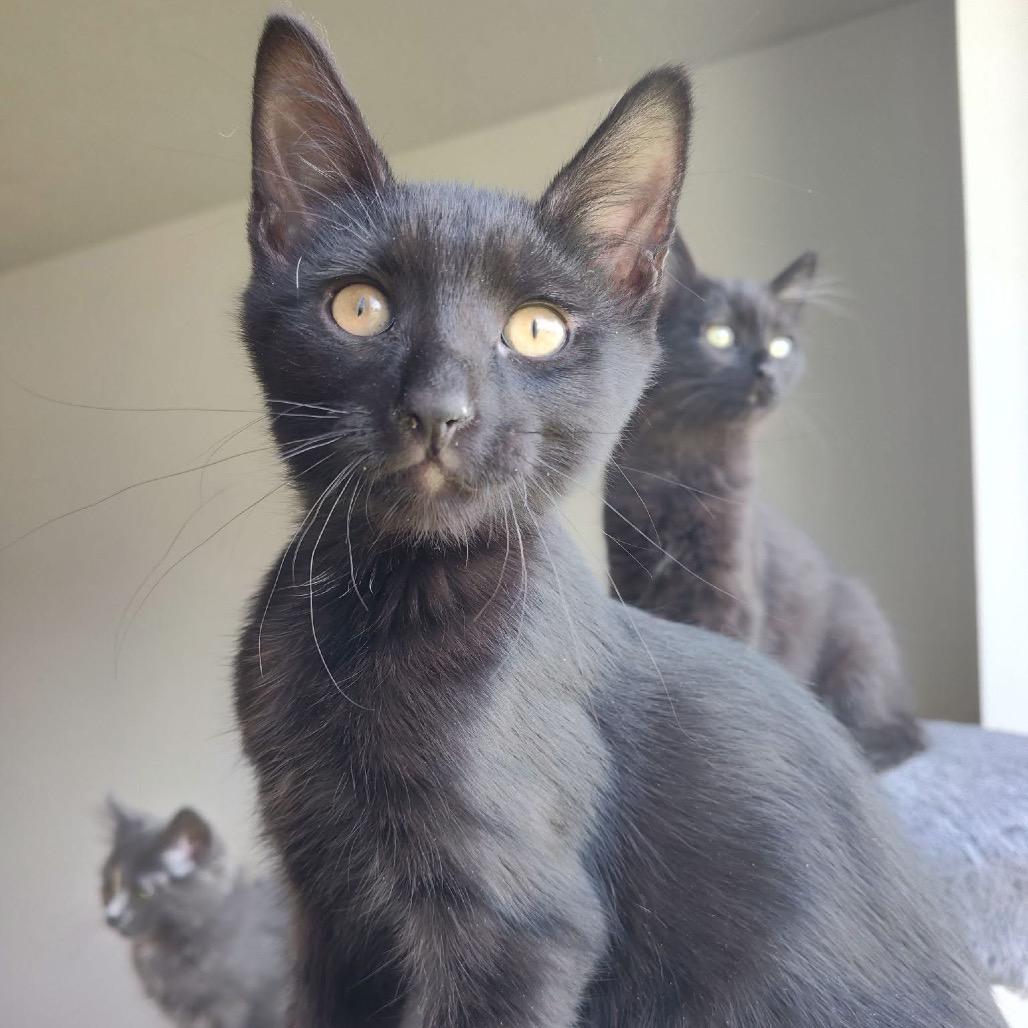 Lentil, a Adoptable Domestic Short Hair in Bountiful, UT image 4/5