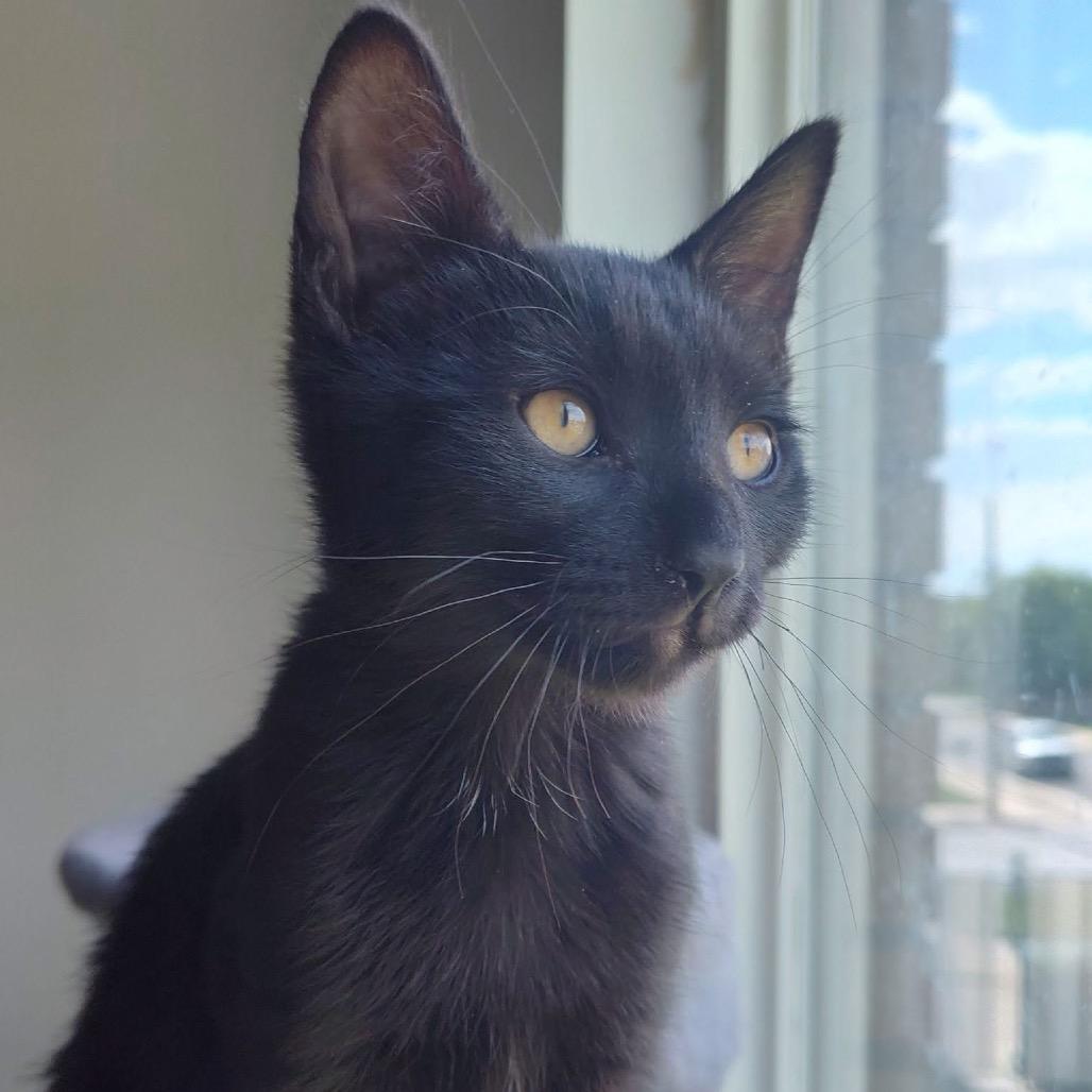 Lentil, a Adoptable Domestic Short Hair in Bountiful, UT image 5/5