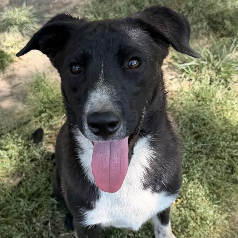 Enlarge Todd, a Adoptable Border Collie in Monroeville, PA image 1/4