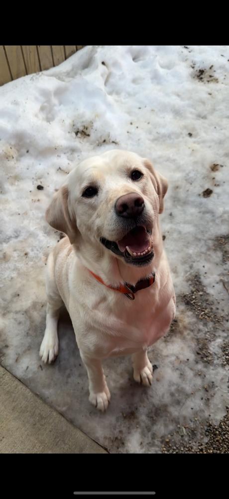 BUB, Adoptable, Adult Male Labrador Retriever.