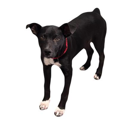 Jericho, a ADOPTABLE mixed breed in Red Bluff, CA image 5/5