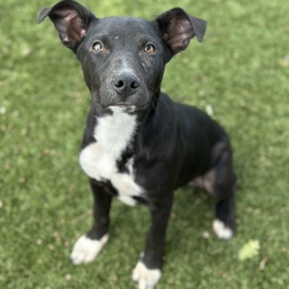 Jericho, a ADOPTABLE mixed breed in Red Bluff, CA image 2/5