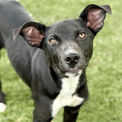Jericho, a ADOPTABLE mixed breed in Red Bluff, CA image 1/5