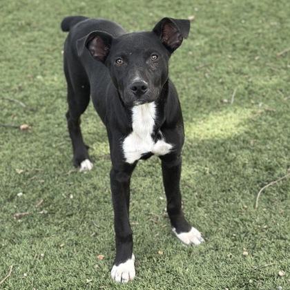 Jericho, a ADOPTABLE mixed breed in Red Bluff, CA image 3/5