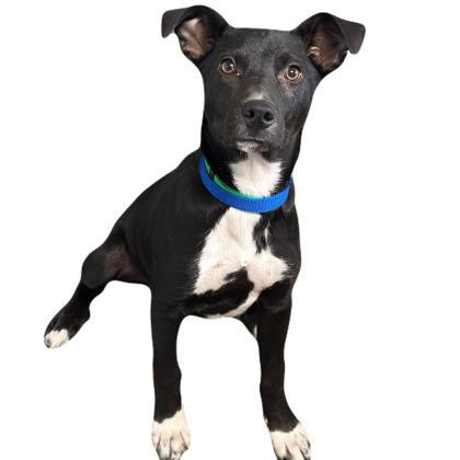 Jericho, a ADOPTABLE mixed breed in Red Bluff, CA image 4/5