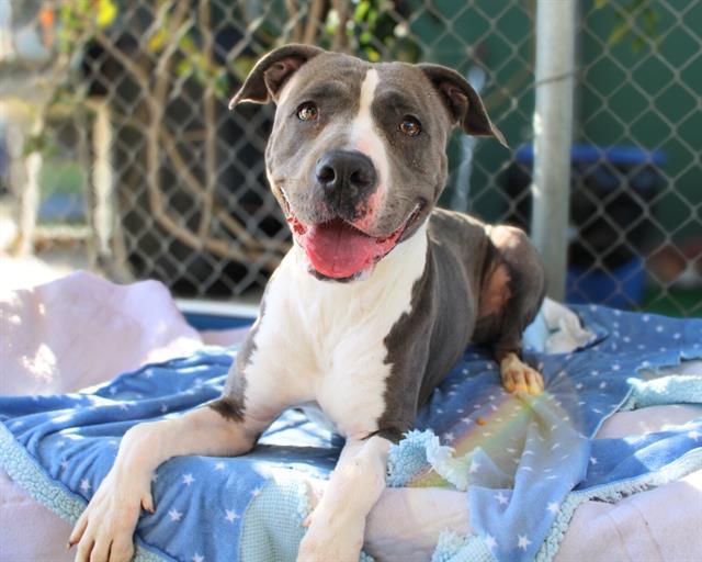 JULES, Adoptable, Young Female Pit Bull Terrier.