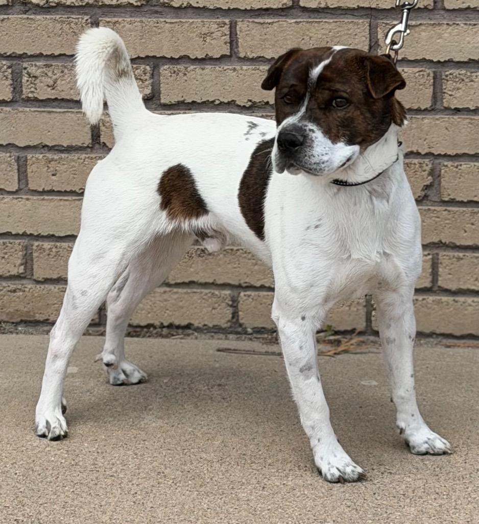 Chatty, ADOPTABLE, Young Male Shar-Pei & Pit Bull Terrier.