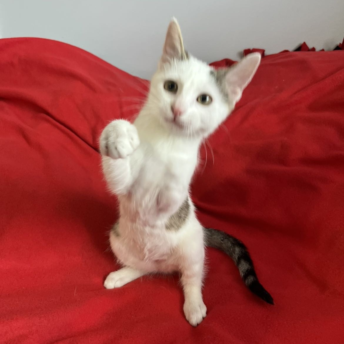 Purrdy, Adopted, Young Female Domestic Short Hair.