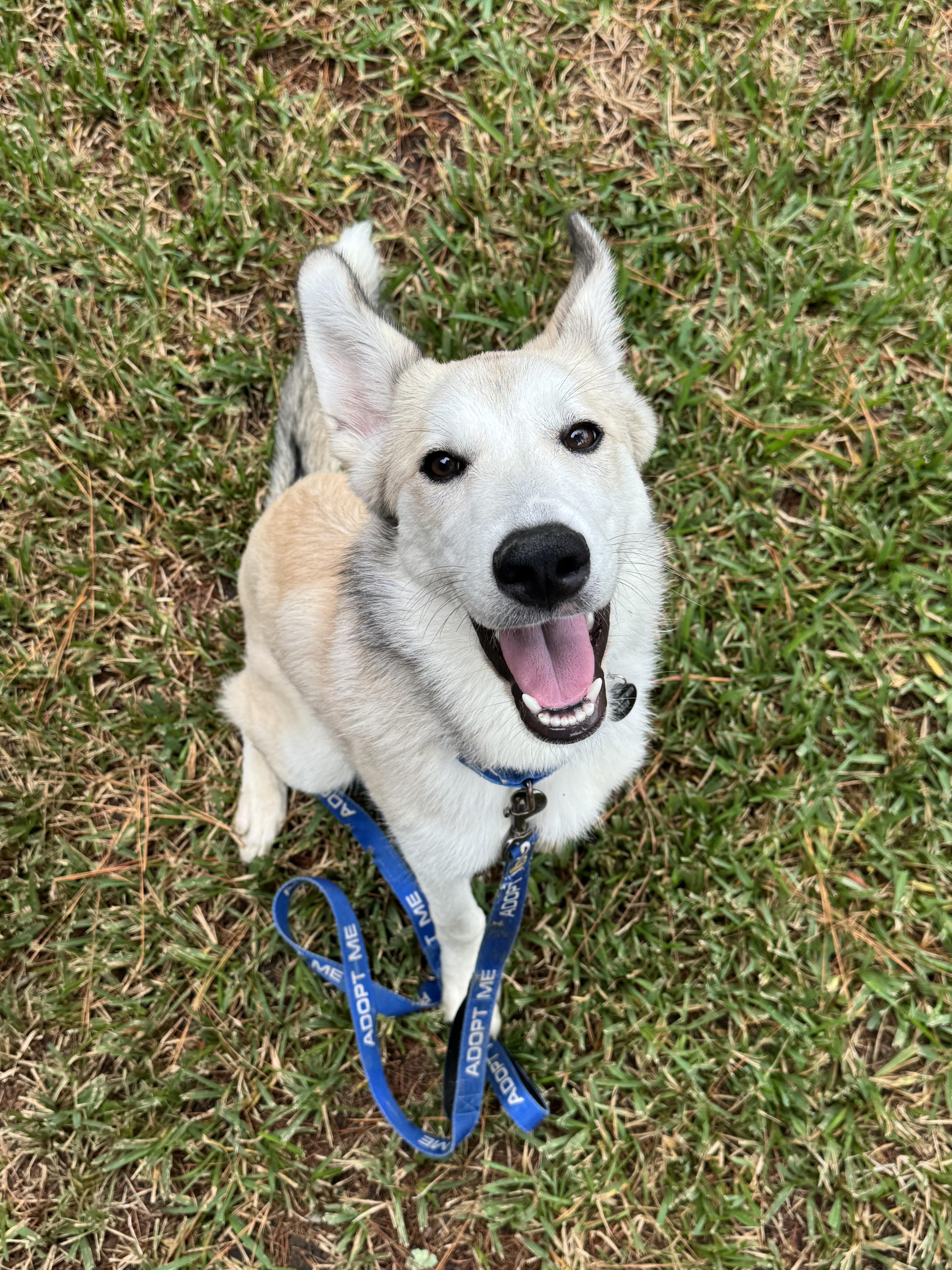 Enlarge Haven, a Adoptable Husky in Charleston, SC image 2/5