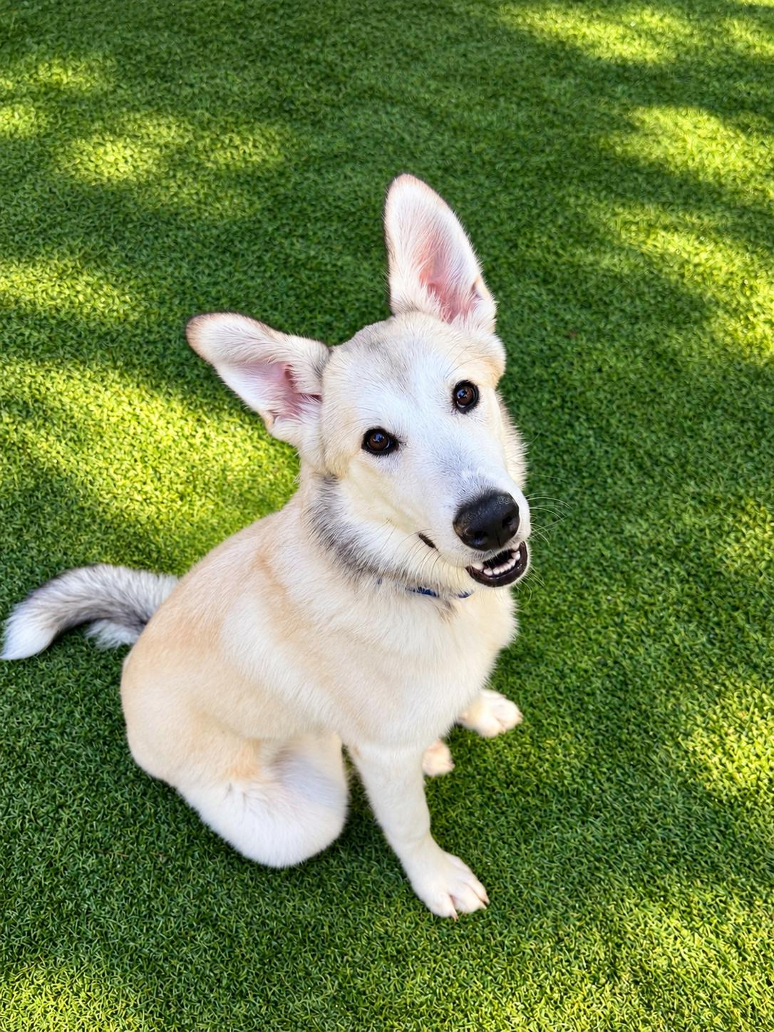 Haven, Adoptable, Young Female Husky.