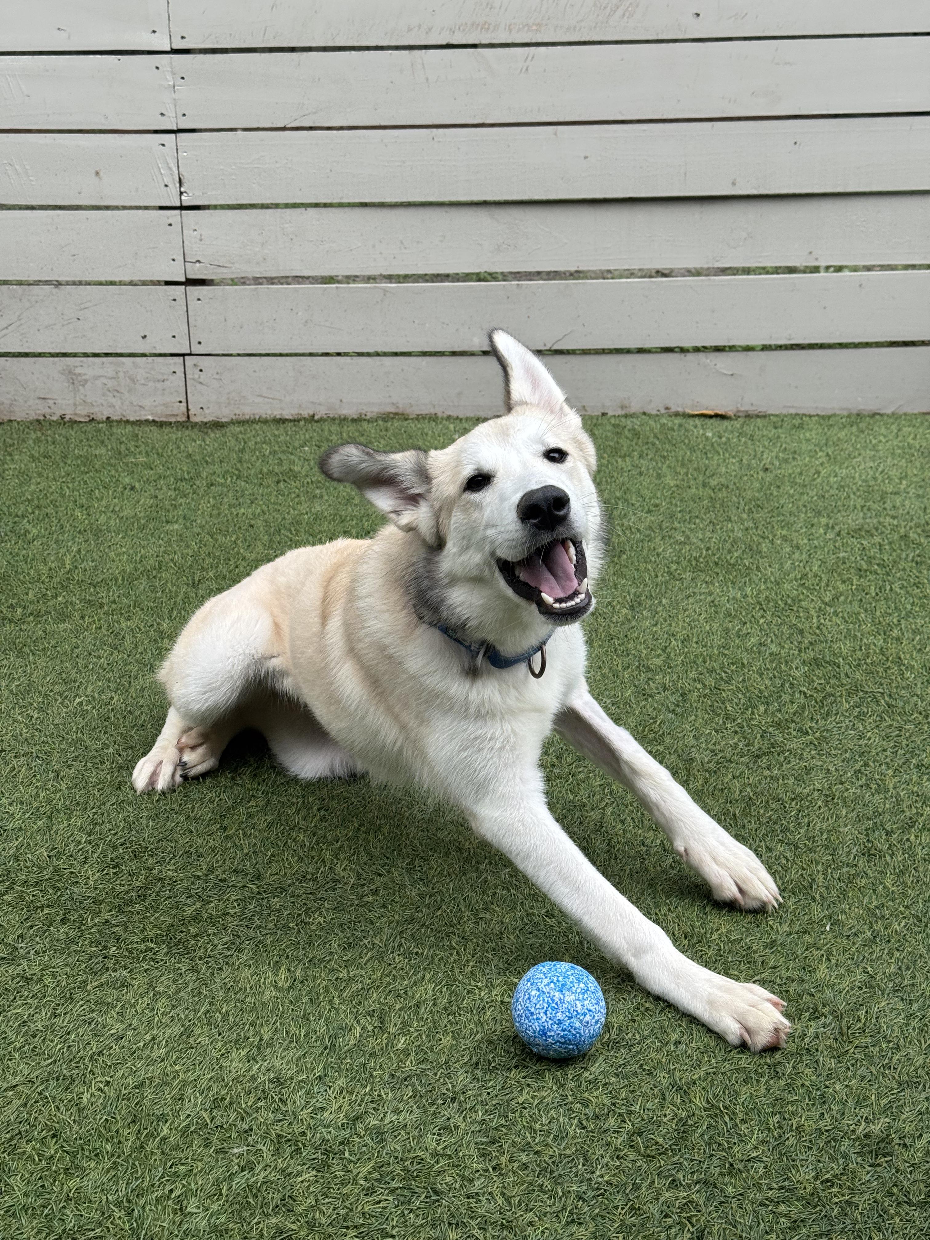 Enlarge Haven, a Adoptable Husky in Charleston, SC image 4/5