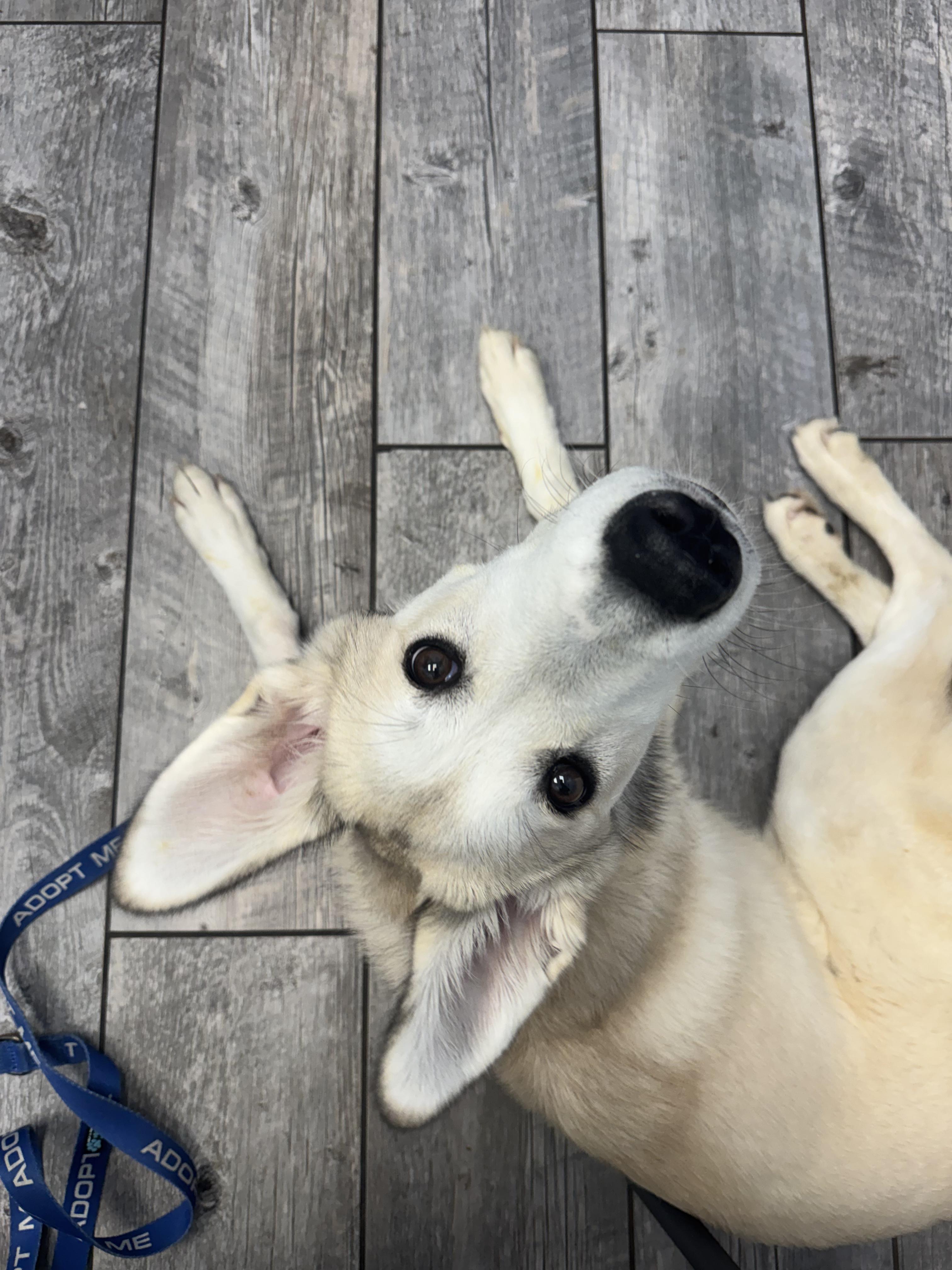Enlarge Haven, a Adoptable Husky in Charleston, SC image 5/5
