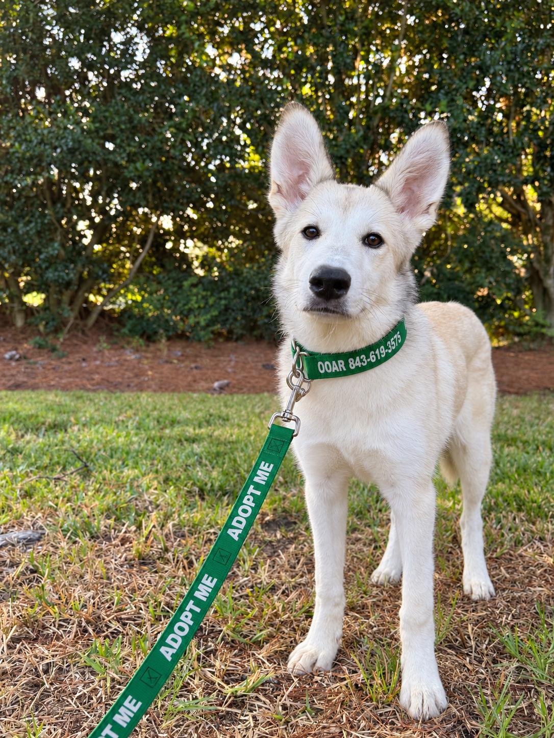 Enlarge Haven, a Adoptable Husky in Charleston, SC image 3/5
