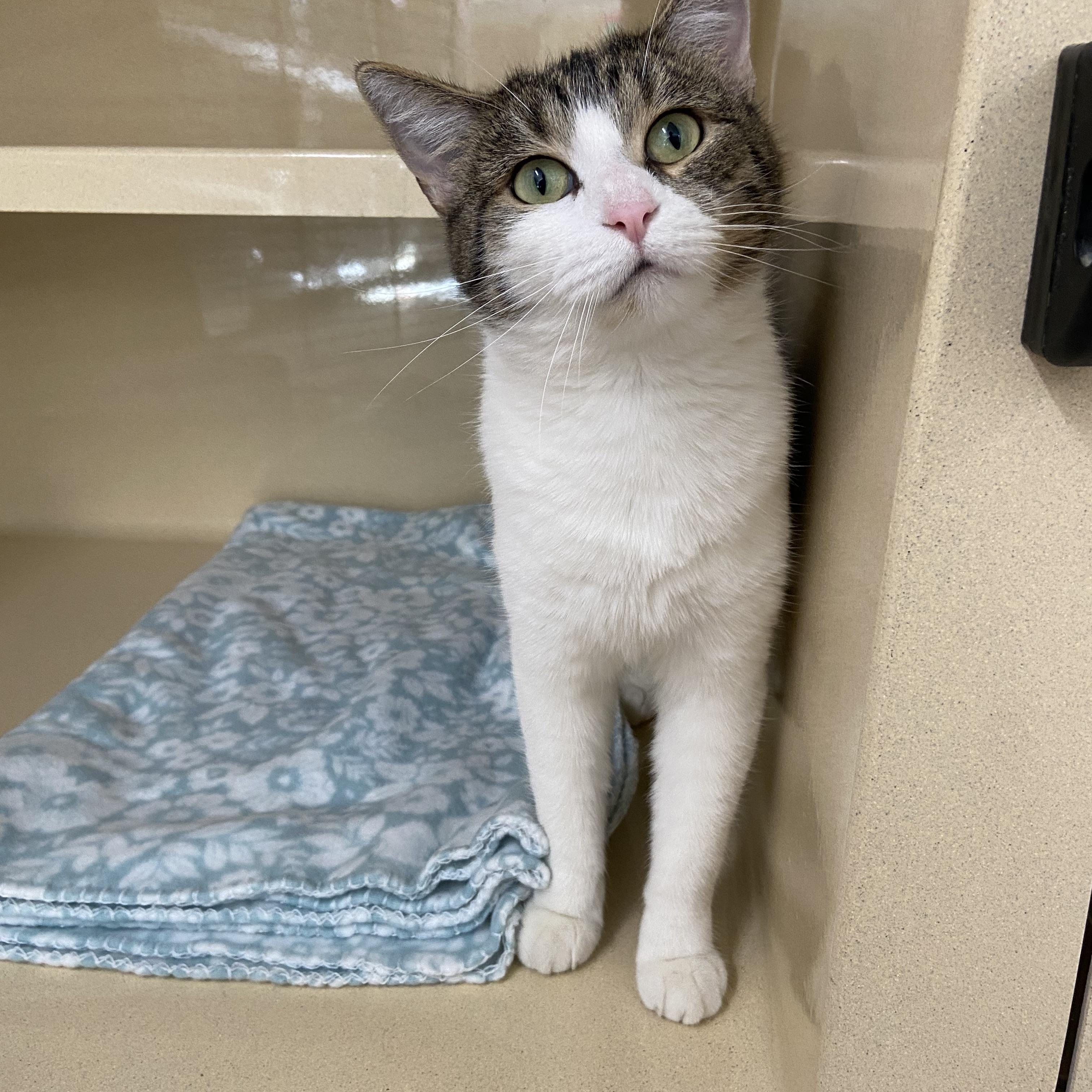 Enlarge Ramona , a ADOPTABLE Domestic Short Hair in Indianapolis, IN image 1/1