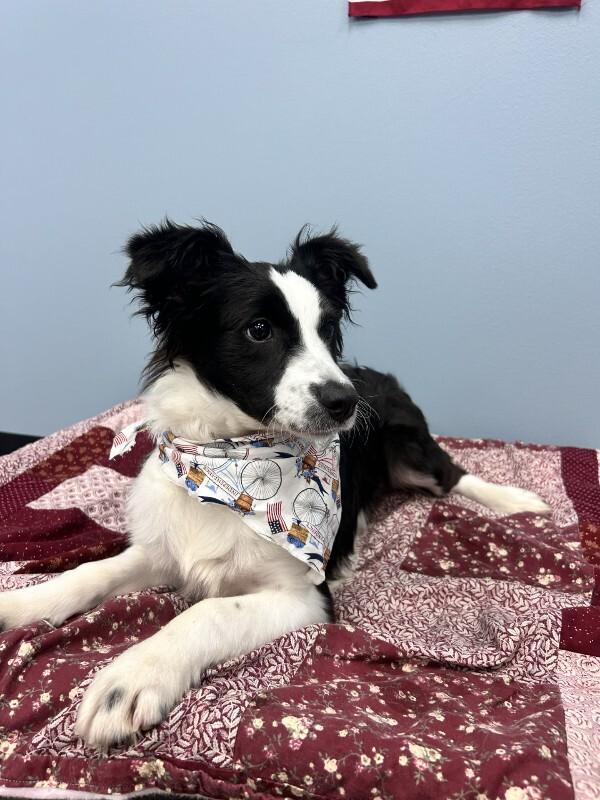 Blitz, a Adoptable mixed breed in bellefontaine, OH image 1/6
