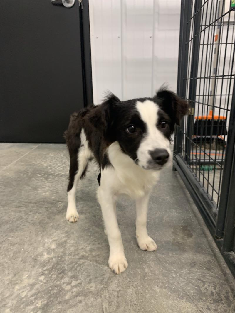 Blitz, Adoptable, Young Male Australian Shepherd & Border Collie.