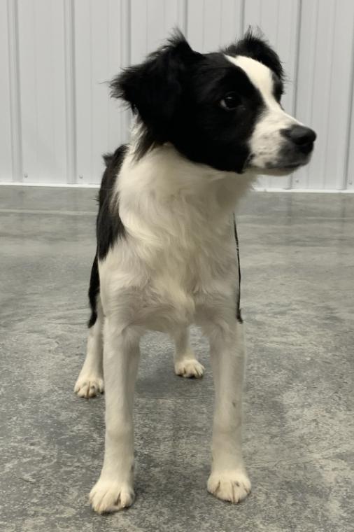 Blitz, a Adoptable mixed breed in bellefontaine, OH image 5/6