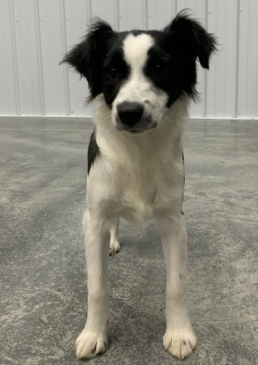 Blitz, a Adoptable mixed breed in bellefontaine, OH image 6/6