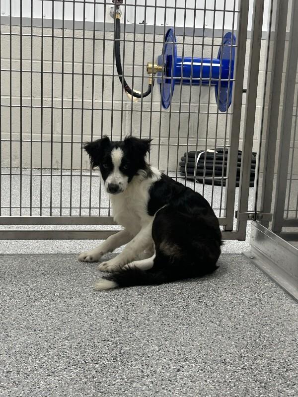 Blitz, a Adoptable mixed breed in bellefontaine, OH image 2/6
