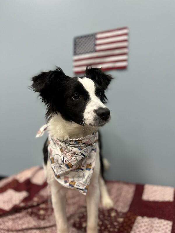 Blitz, a Adoptable mixed breed in bellefontaine, OH image 3/6