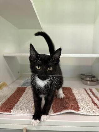 Cookie Monster, a Adoptable mixed breed in Traverse City, MI image 1/3