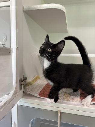Cookie Monster, a Adoptable mixed breed in Traverse City, MI image 2/3