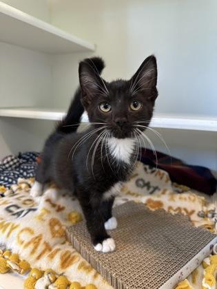 Cookie Monster, a Adoptable mixed breed in Traverse City, MI image 3/3